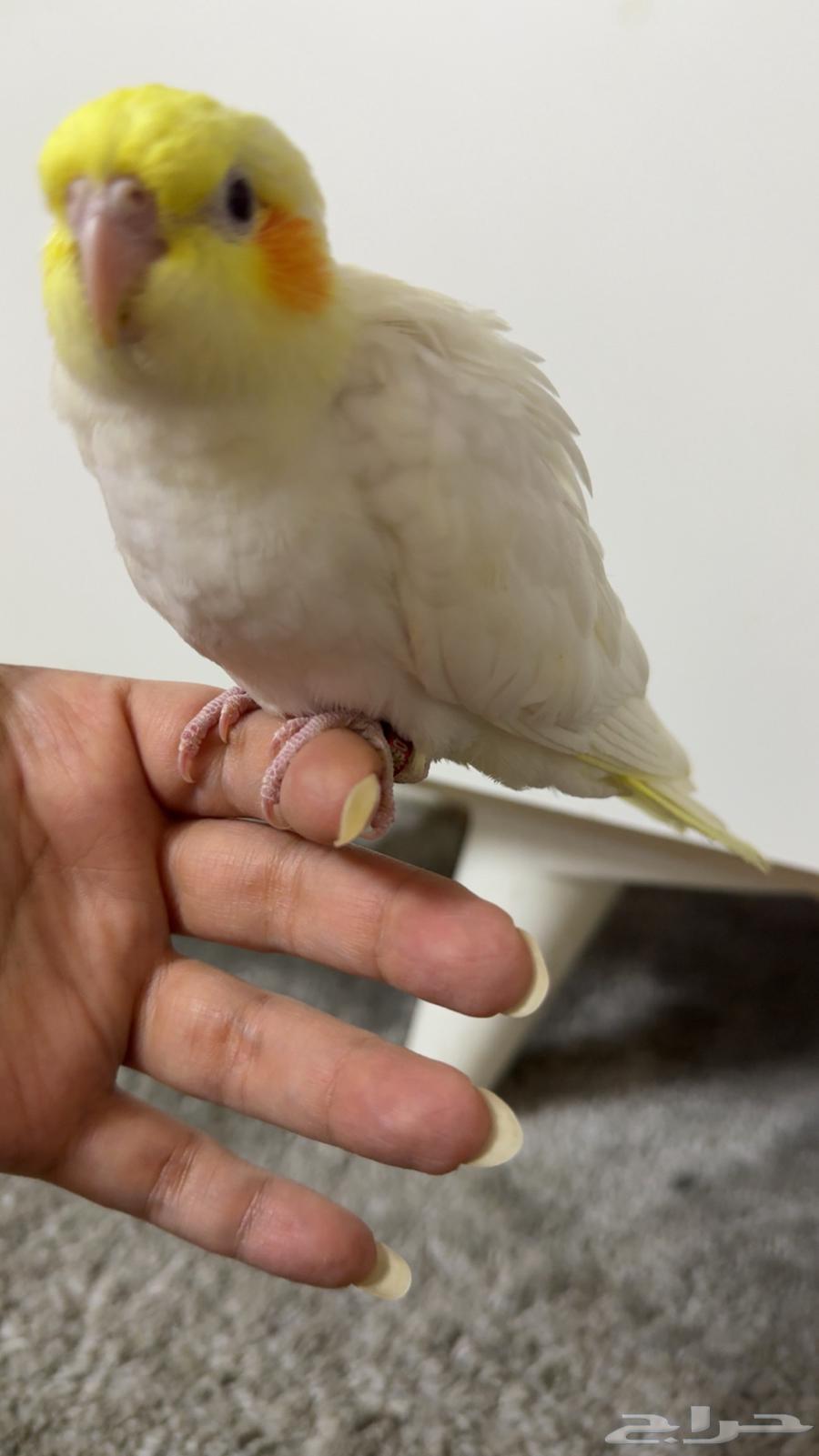 فرخ كوكتيل لاتينو عيون حمر اشتراه صاحب النصيب64457213036545111