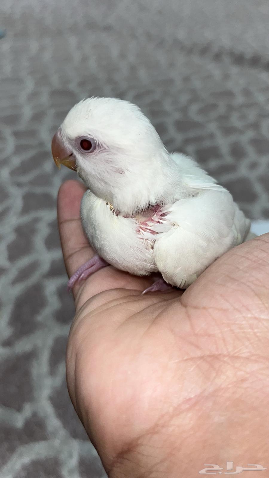 فرخ روز البينو هدد قطنه64493934043778111