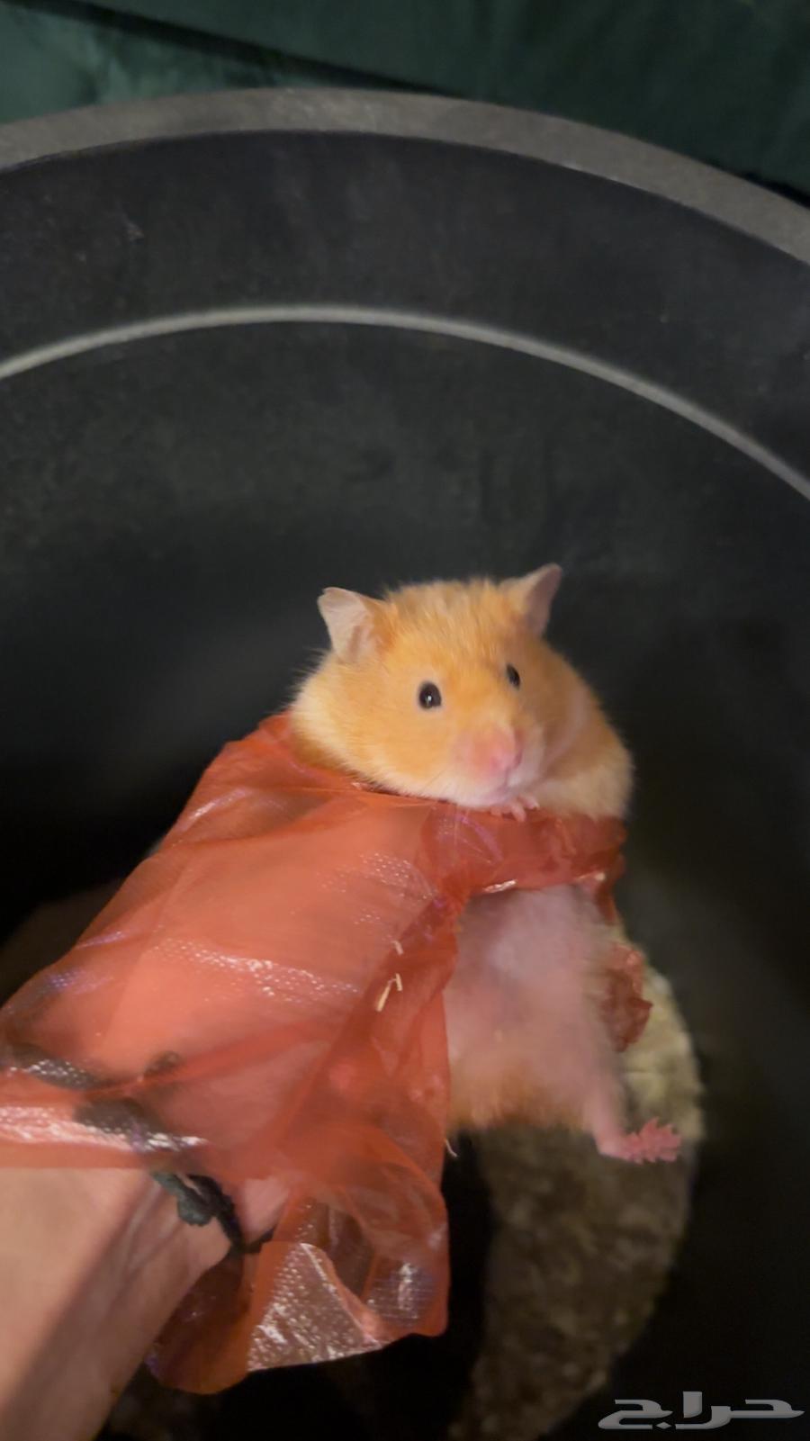 هامسترات الوان جميله .64471335106563111