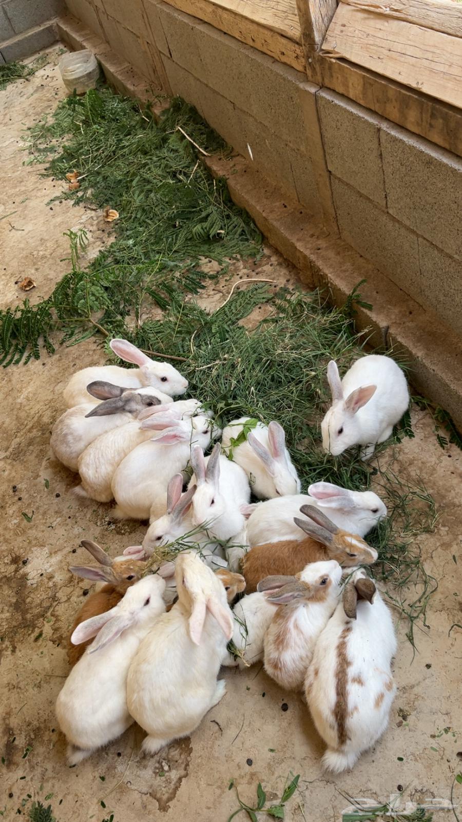 Rabbits for sale, healthy with no diseases, contact for more64489433649027111