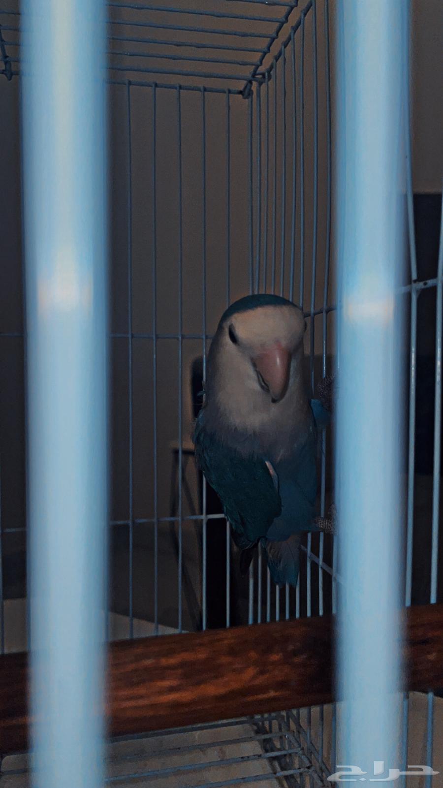 بغبغاء روز-جوز64494543386370111