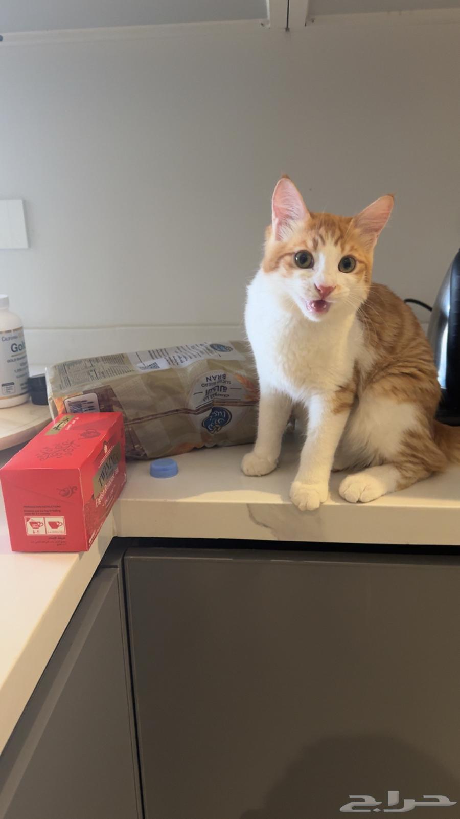 قطط منزلية نظيفة وودية للبيع   حي النرجس (الرياض64490262464769110