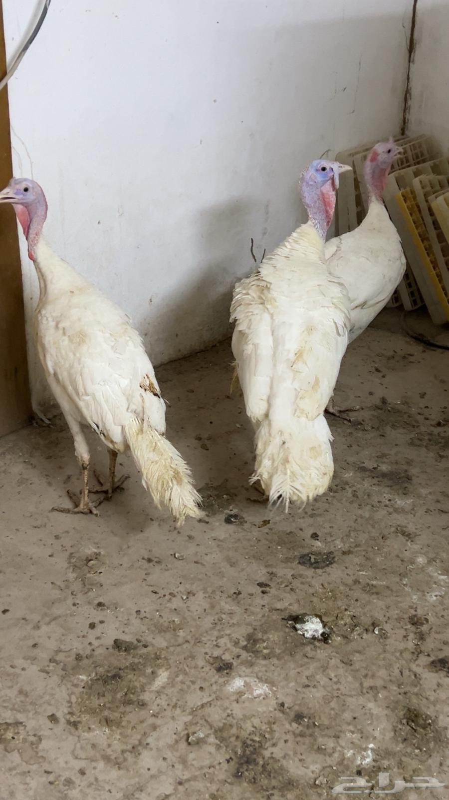 رومي بيع جملة64491864224643111