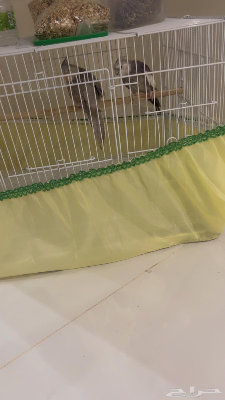 كروان انثى وذكر64491374103938111