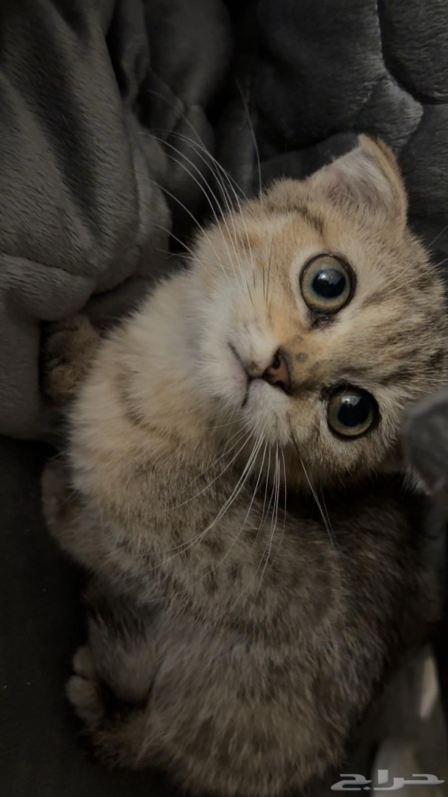 Scottish Fold kitten, rare type, two months old, affectionate and playful64486910225282112