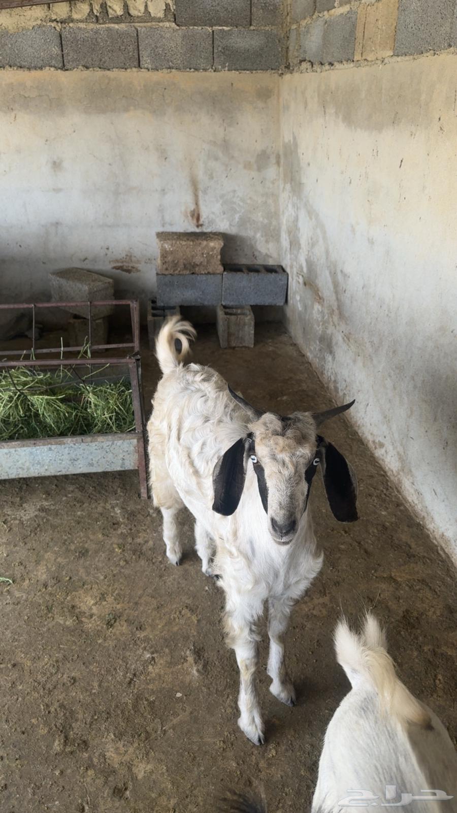 Goats64489916737538113