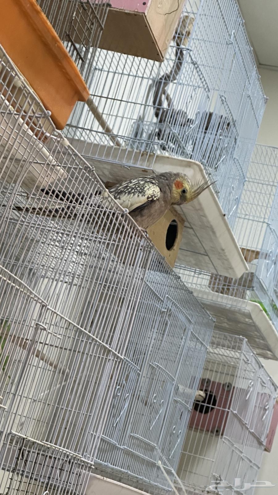 طيور للبيع64488477202690114