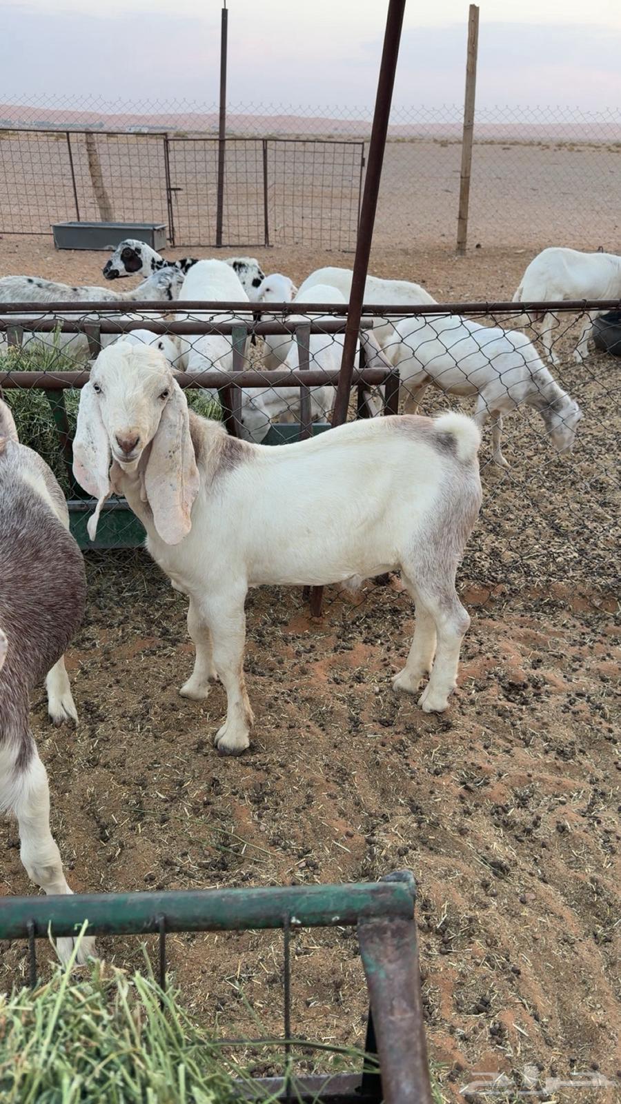 A goat of the age class around six months64492461021954111