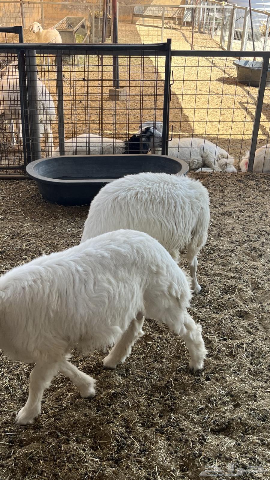 Talian Dhabaeh64488187869441113