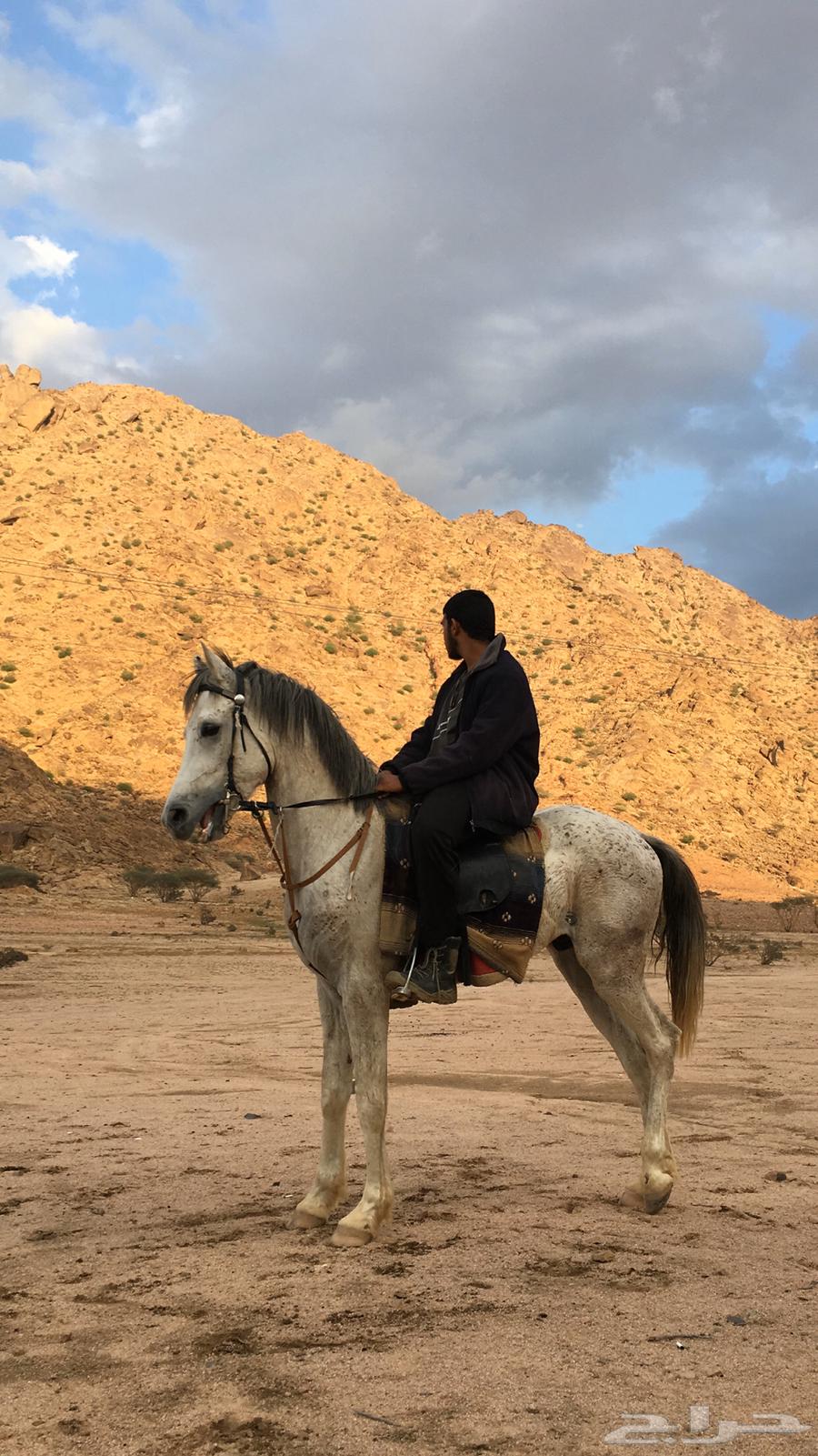 حصان للبيع64493083704449110