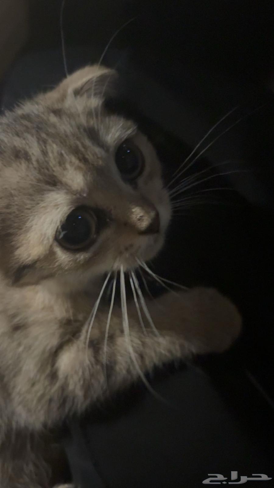 Scottish Fold kitten, rare type, two months old, affectionate and playful64486910225282110