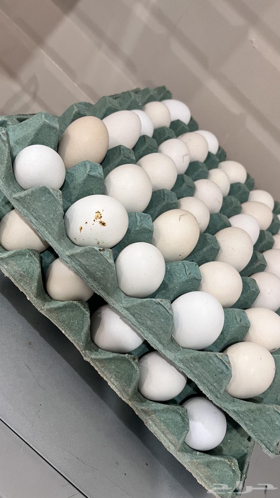 بيض بلدي64492148448899110