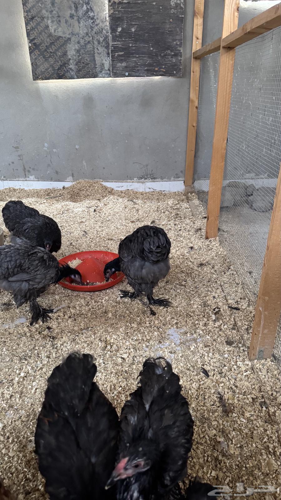 دجاج براهما اصل64492514701827114