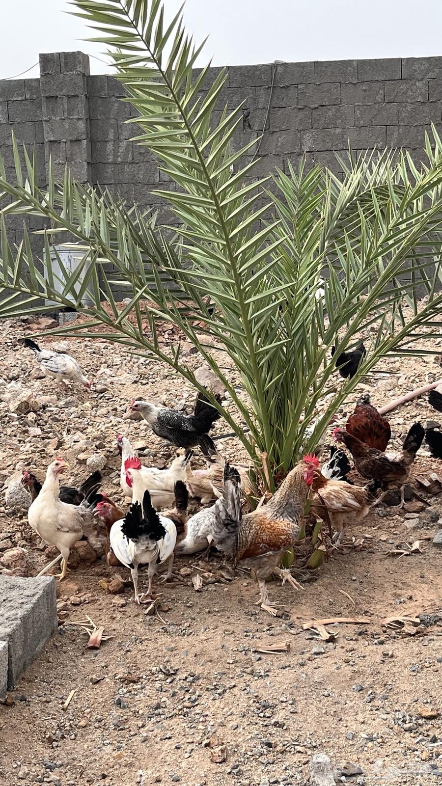 بيض بلدي64492148448899111