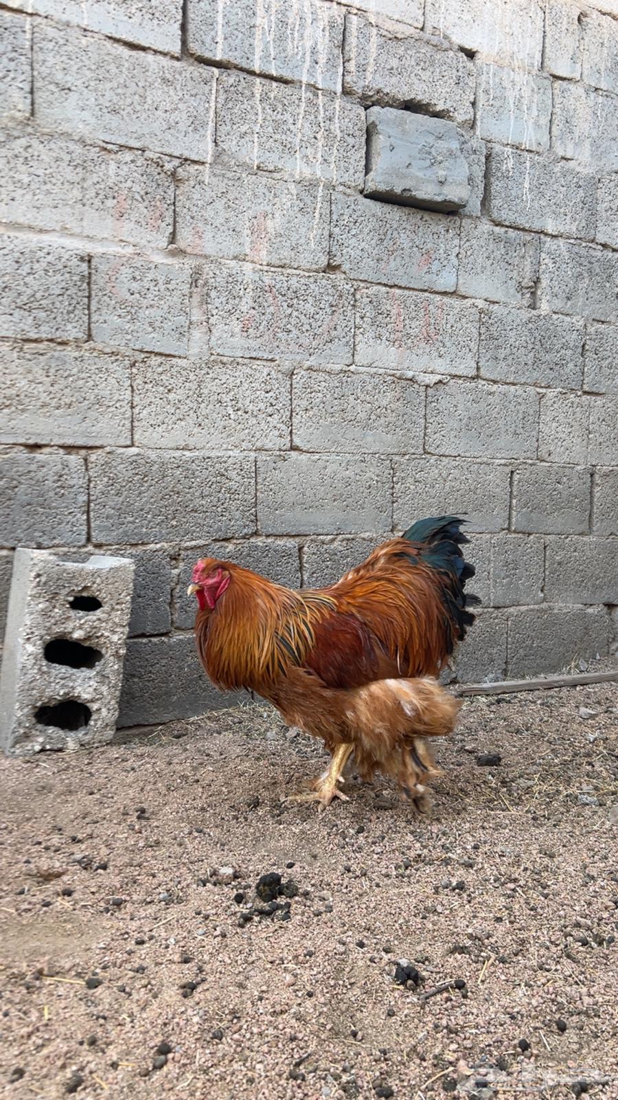 برهاما لبيع64492027025922114