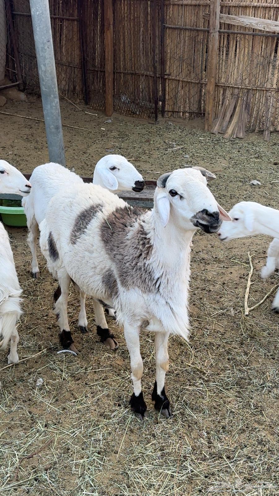 Stud coating folded64491659947649110