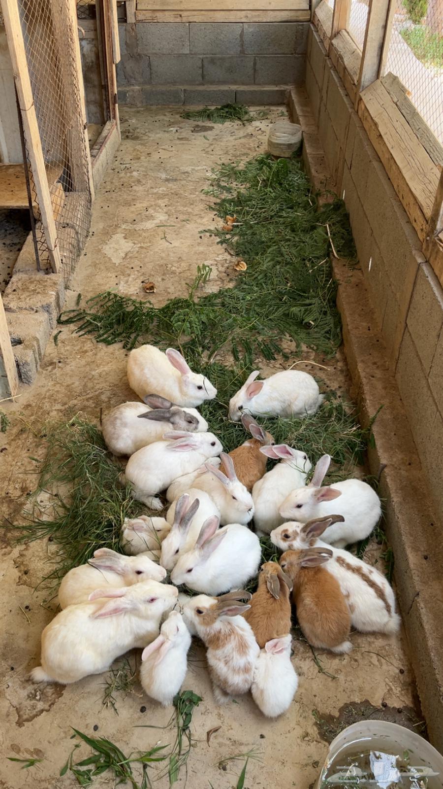Rabbits for sale, healthy with no diseases, contact for more64489433649027110