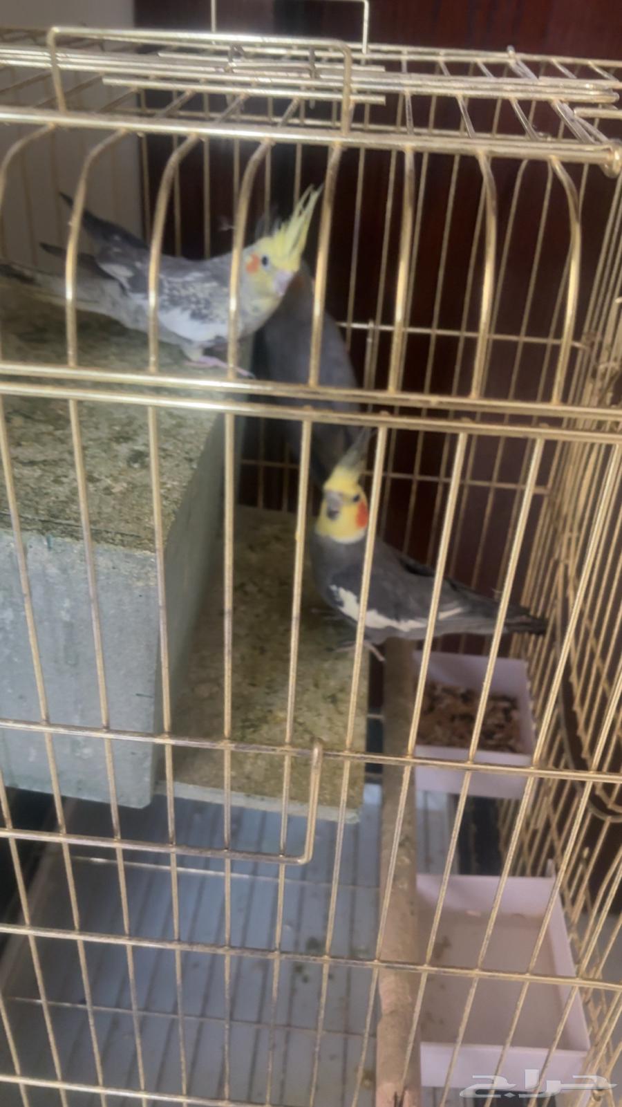 3كروان للبيع مع القفص64490687833730113