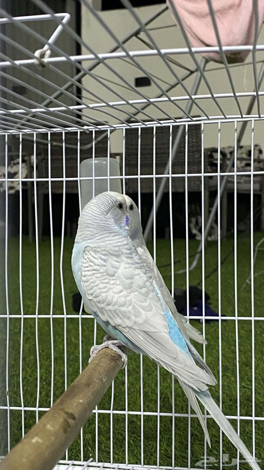 Active and Singing Pair of Budgerigar (Love) Birds for Sale64486634204033112