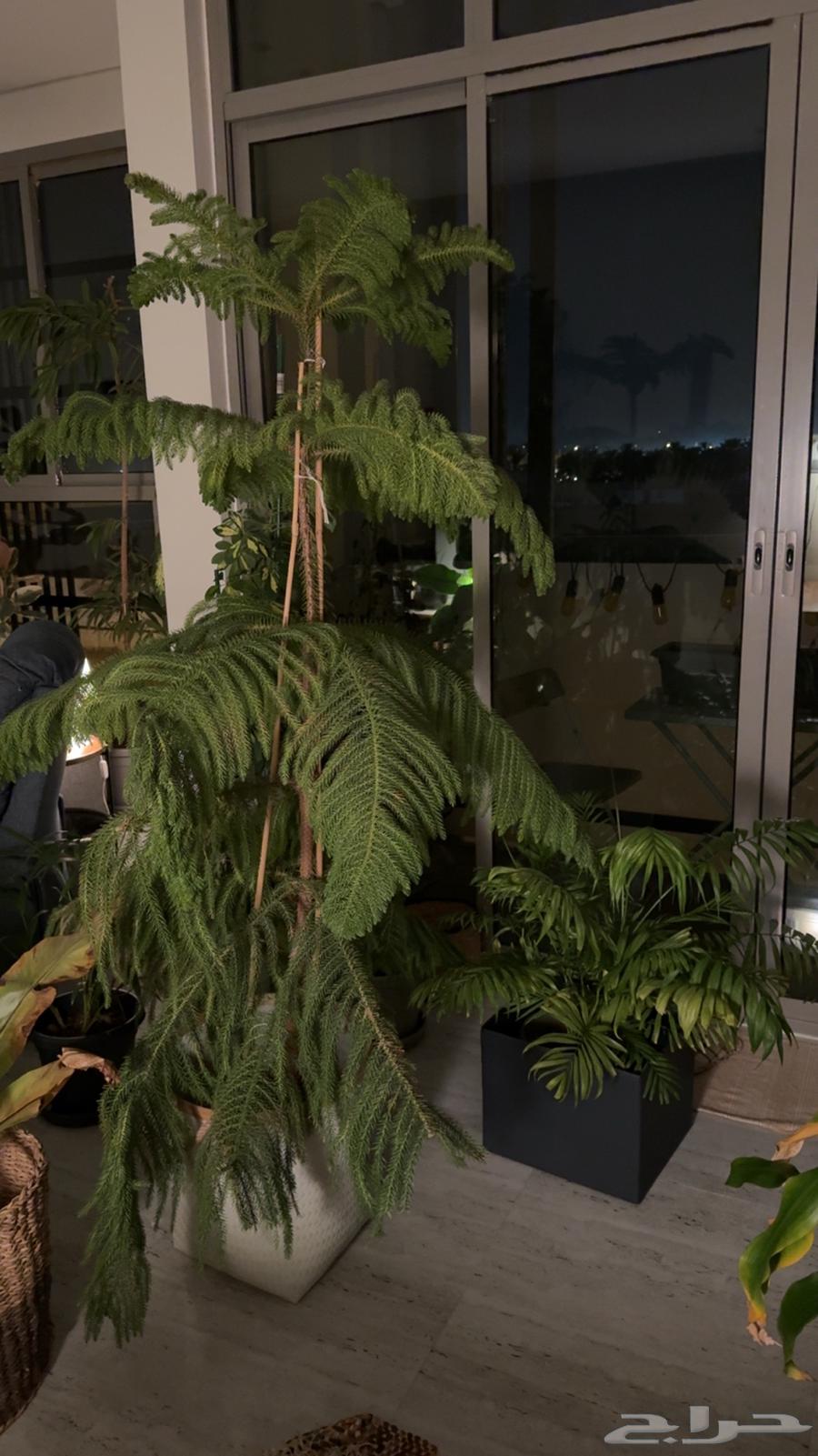 نبات داخلي - صنوبر جزيرة نورفولك64486538119297110