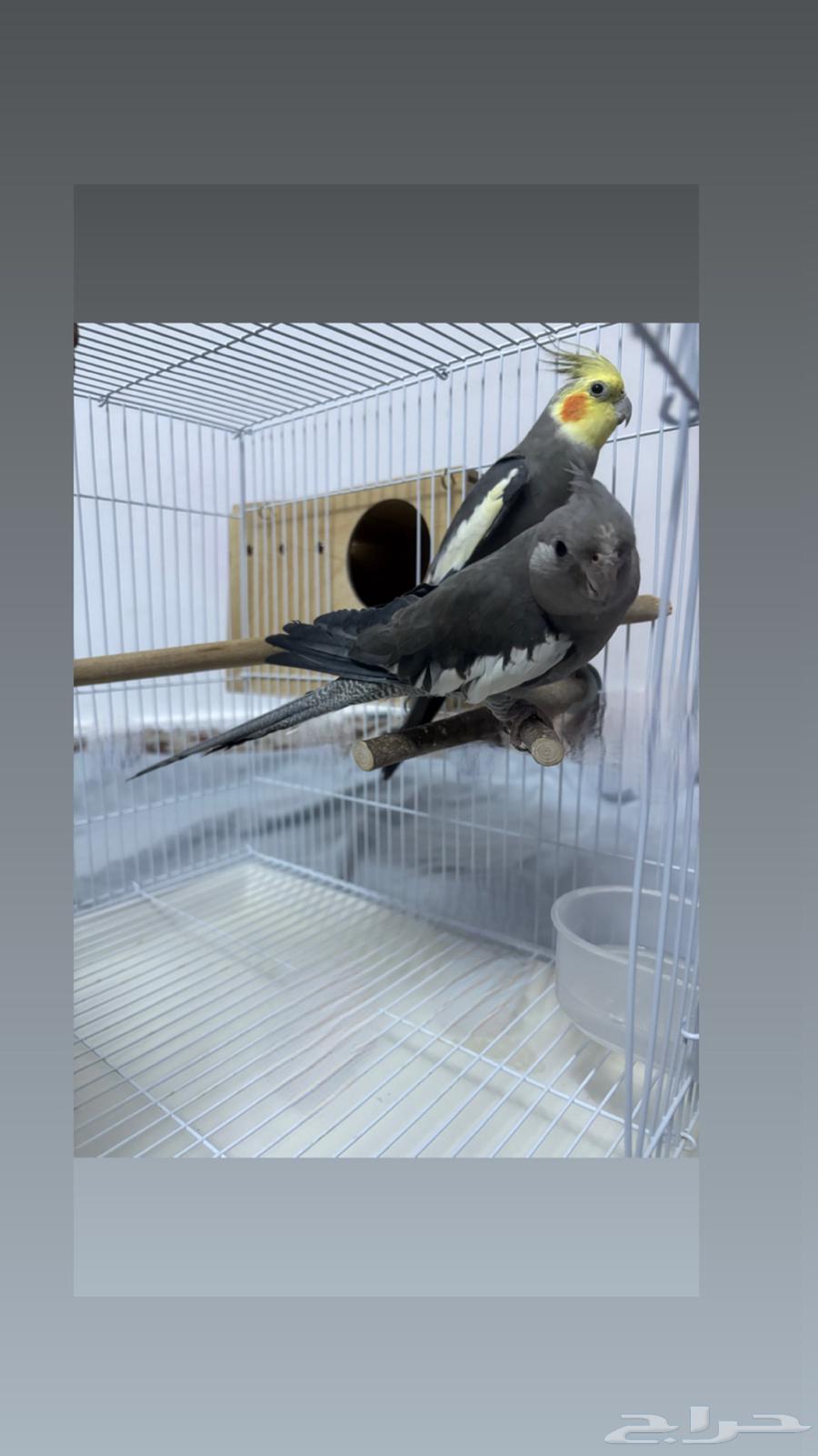 زوج كروان أليف منتج.64487636587907110