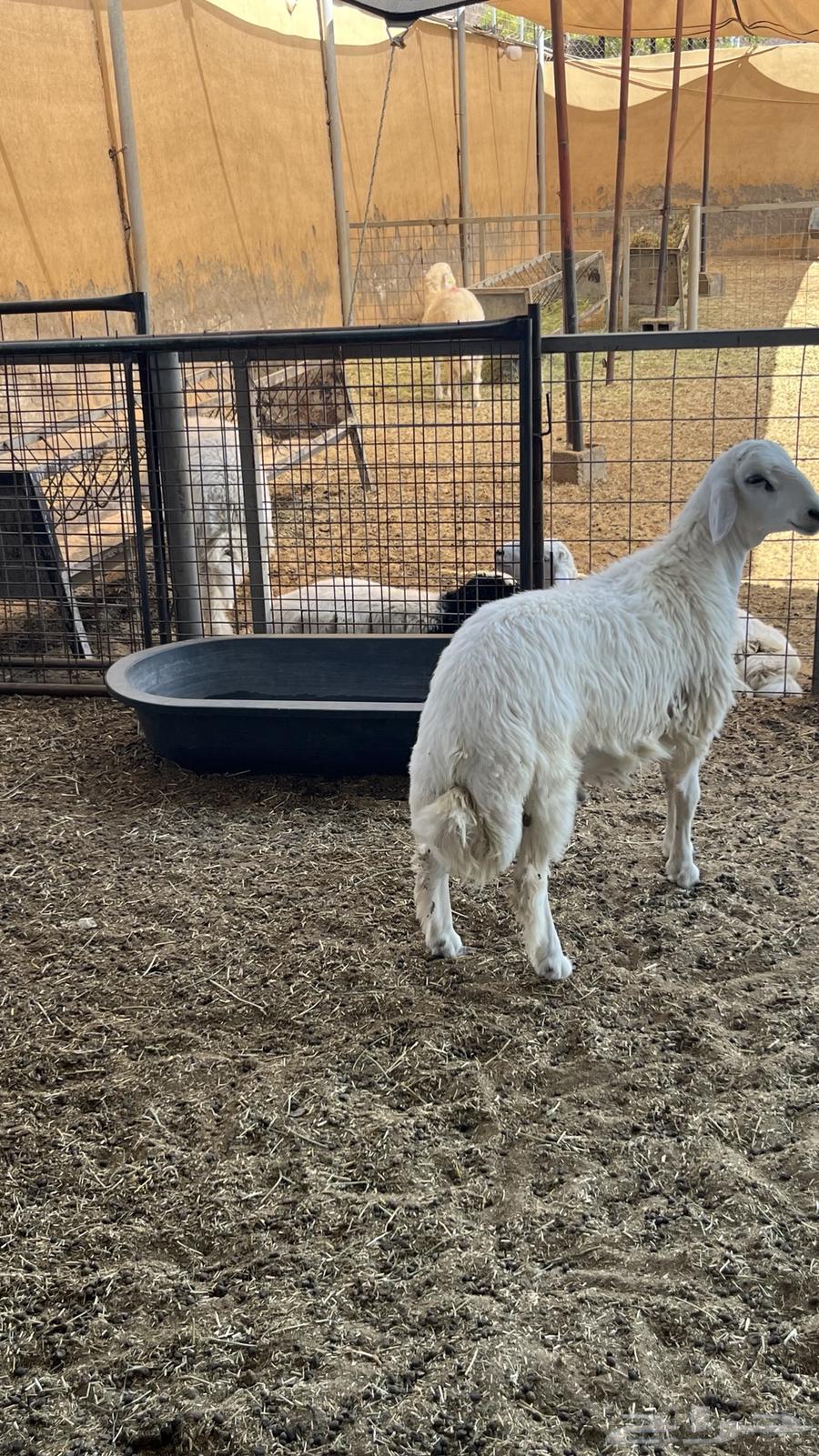 Talian Dhabaeh64488187869441110