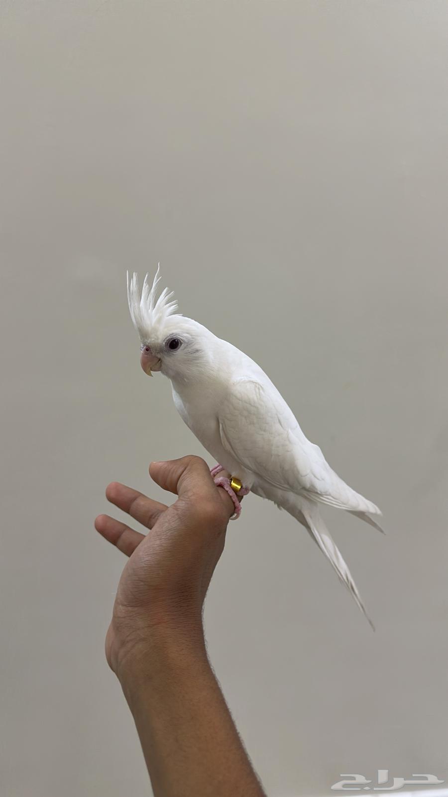 Pigeon with internal and external threats and talkative for sale64492271403395110