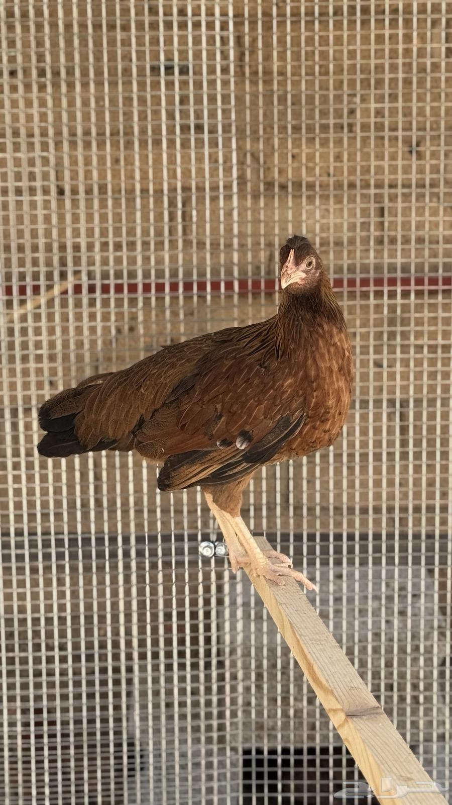 دجاج كويتي(تم البيع)64489766258177111