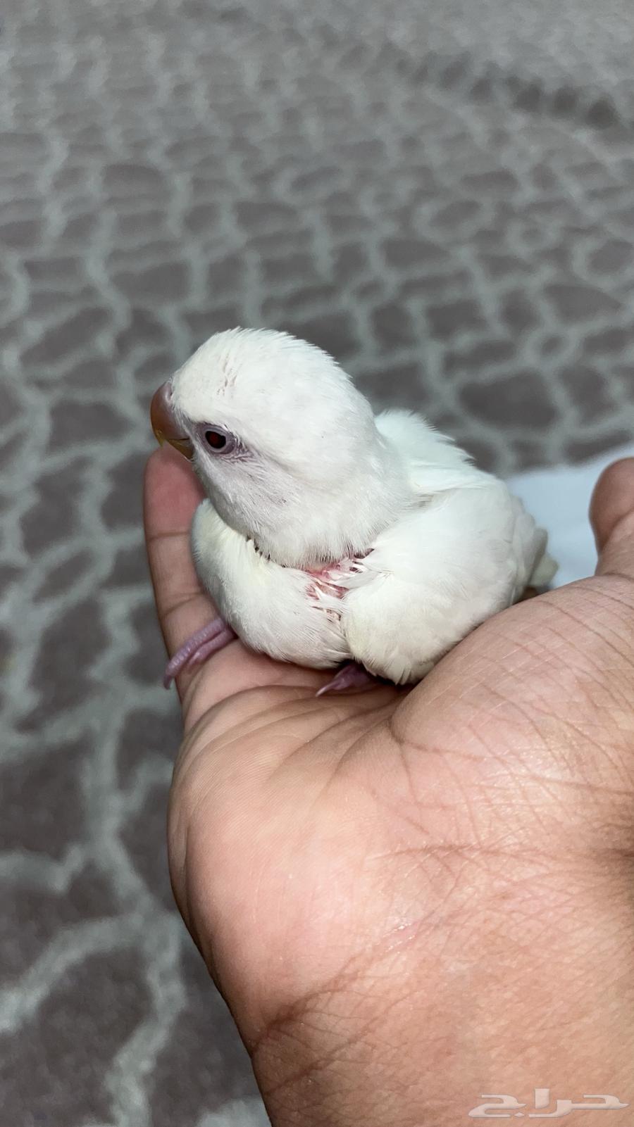 فرخ روز البينو هدد قطنه64493934043778110