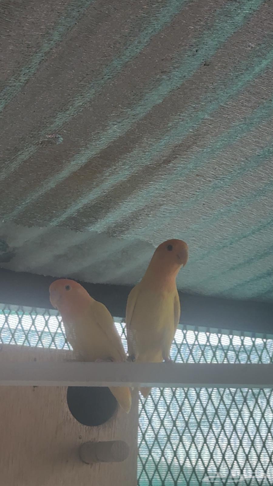 Daily Couple64493191318402110