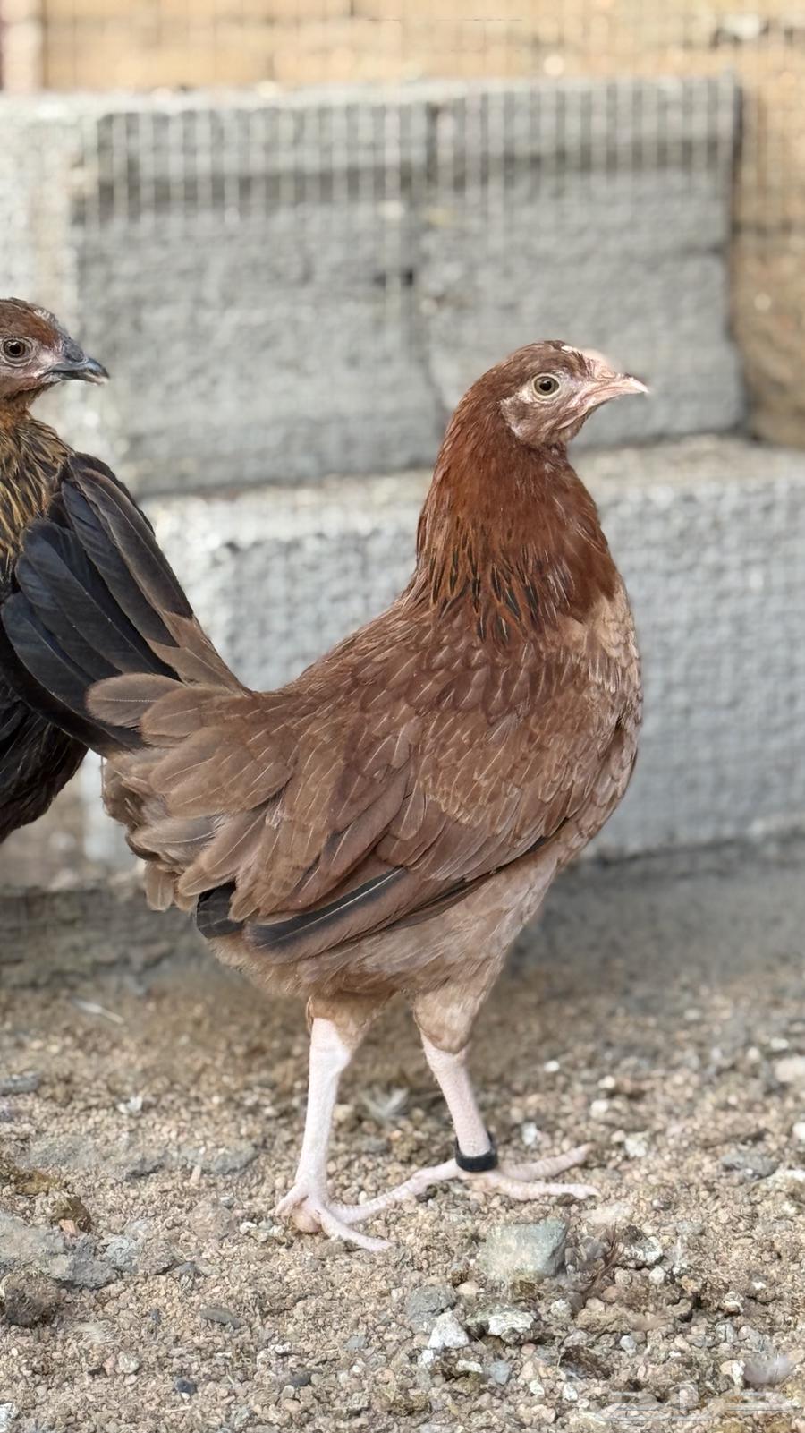 Free-range Chicken (Sold)64493368231427111