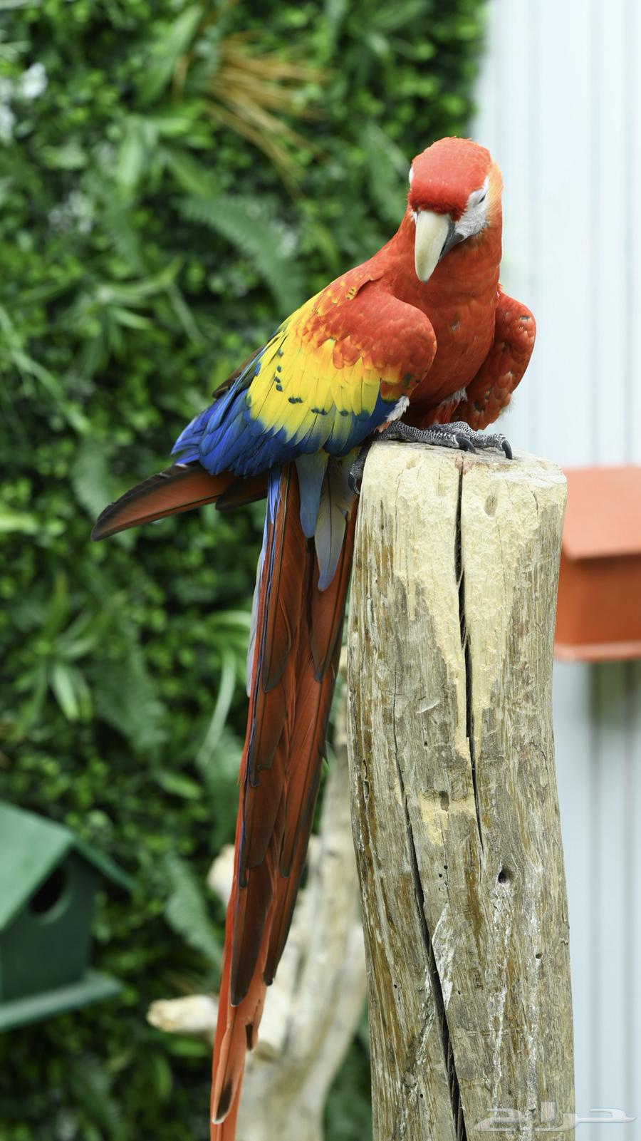 اسكارلت نكراقوا   مصرح بشهادة ملكية ( تم البيع )64493722950915113