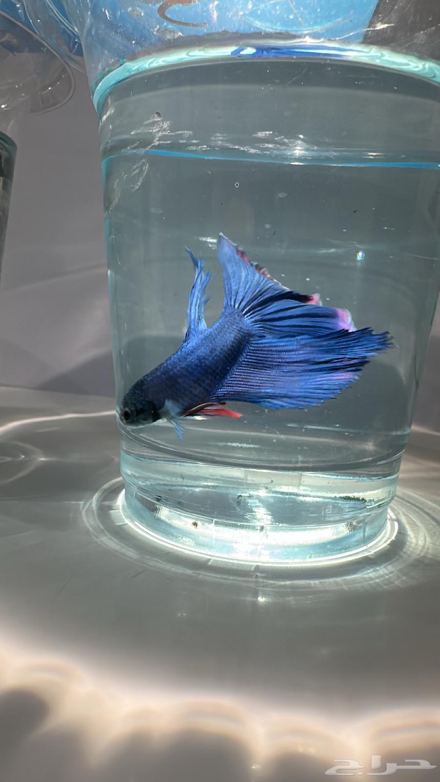 Fish Fighter with Delivery Available64419838056705113