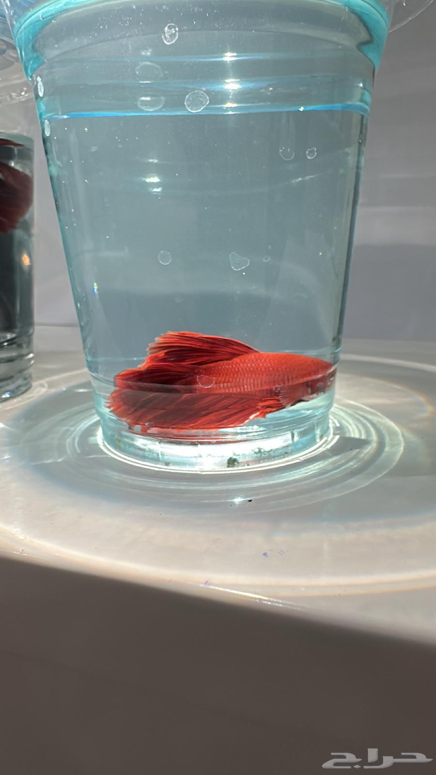 Fish Fighter with Delivery Available64419838056705114