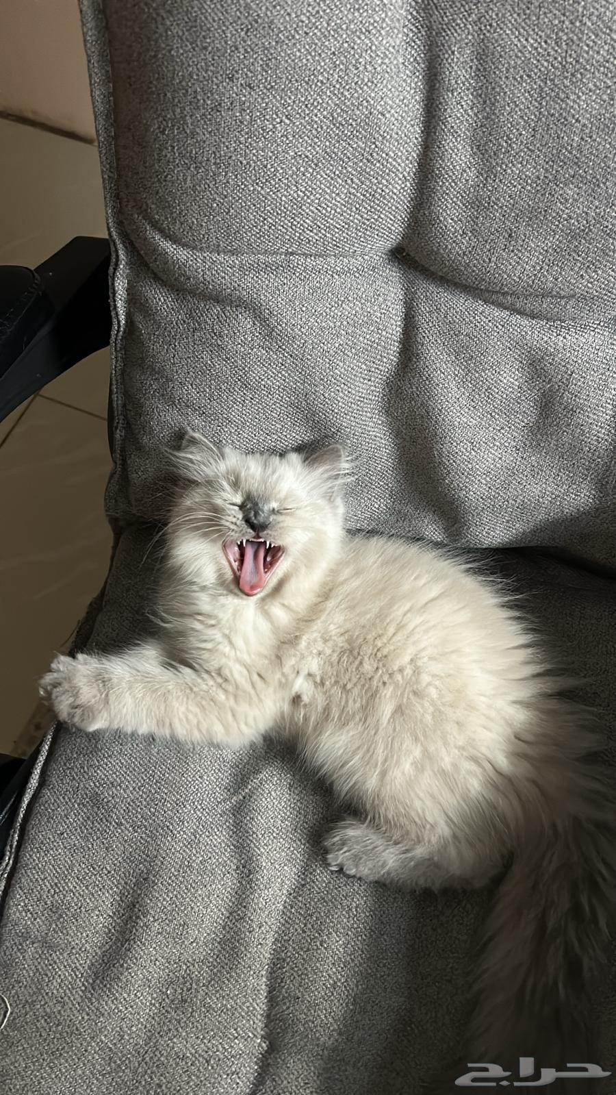 Enough64492813246594112