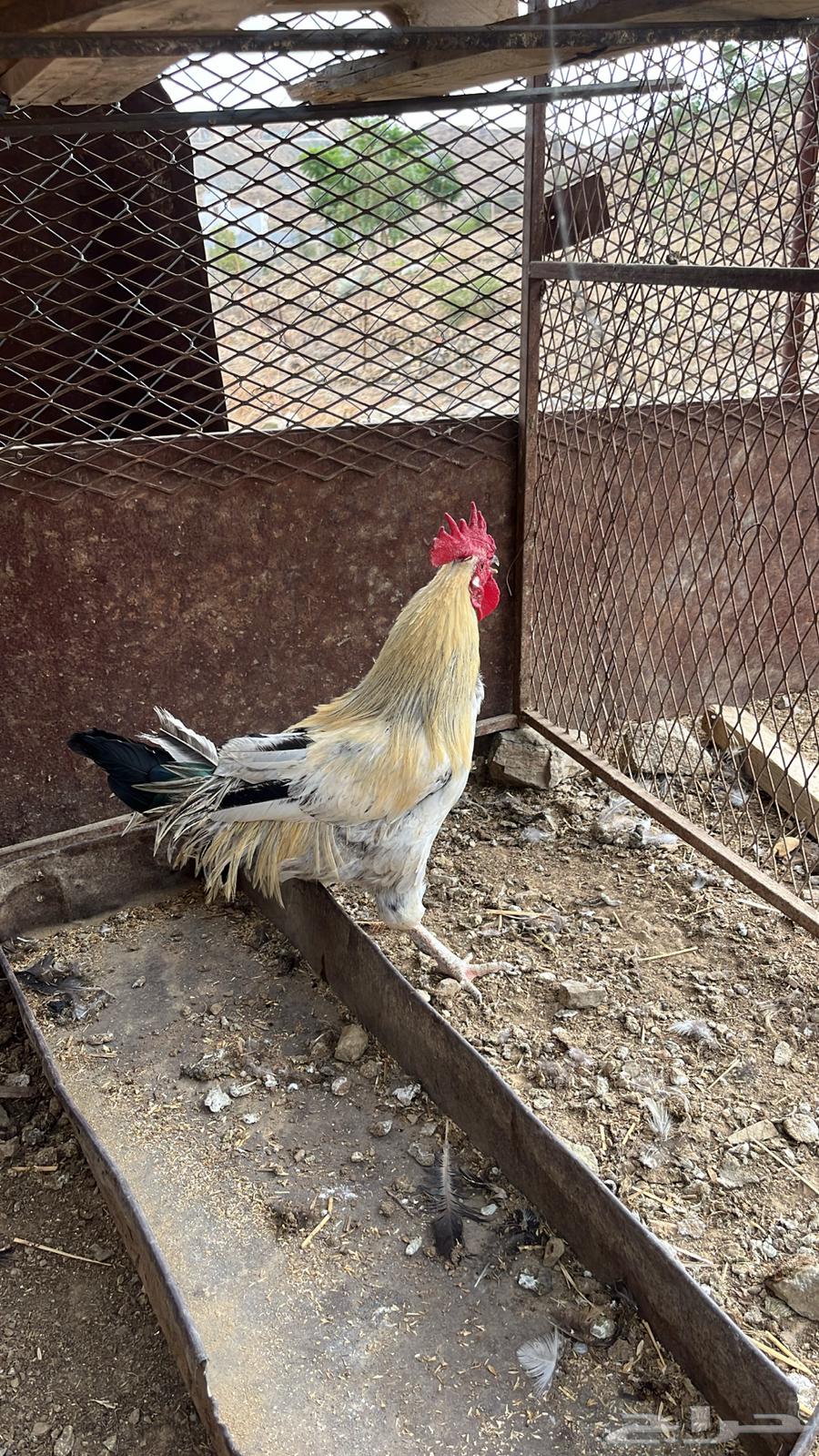 ديك للبيع64492772254593110