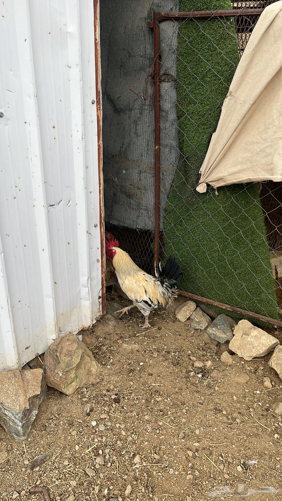 ديك للبيع64492772254593112