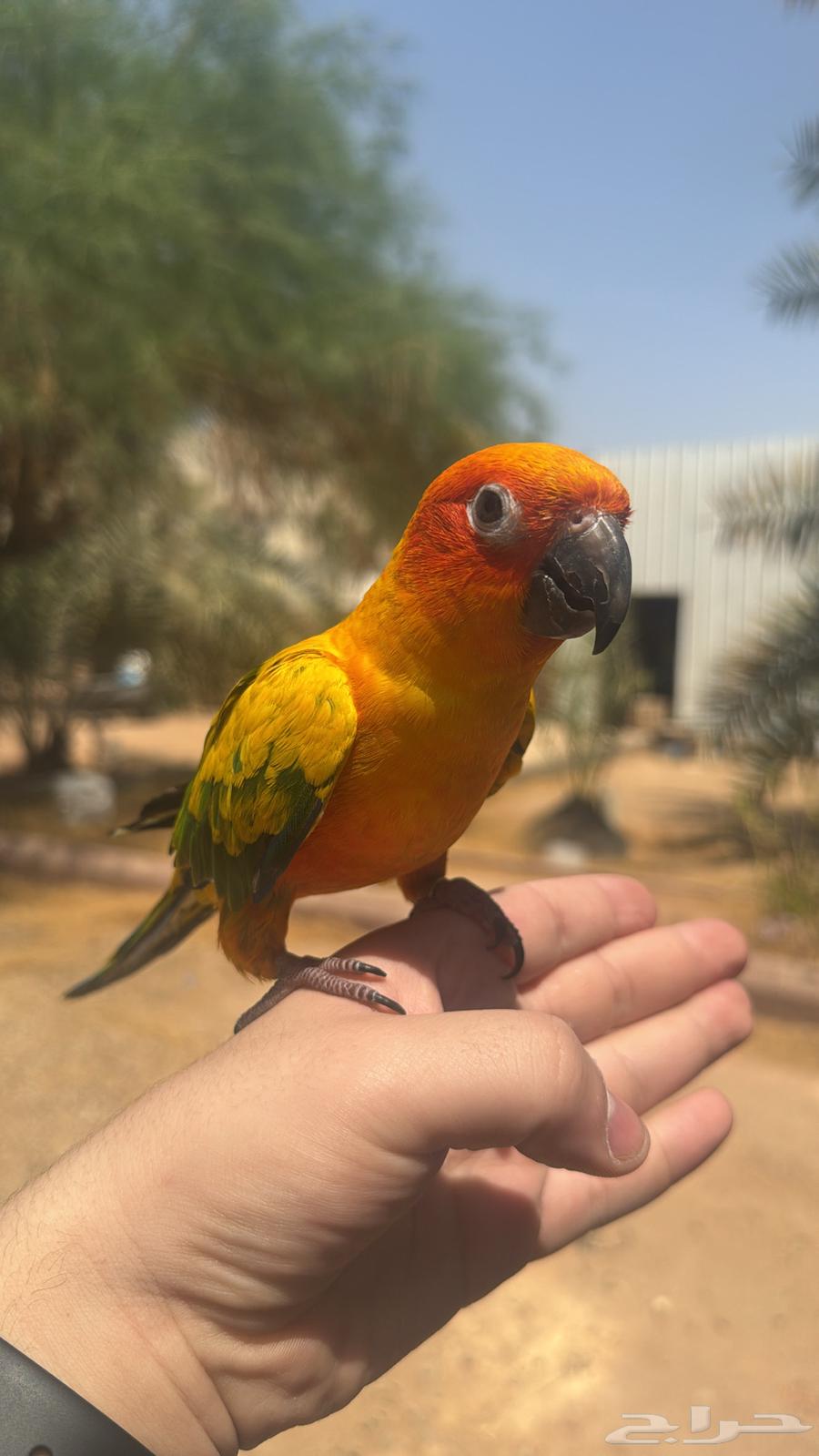 صن كنيور اليف و متكلم64489281137025110