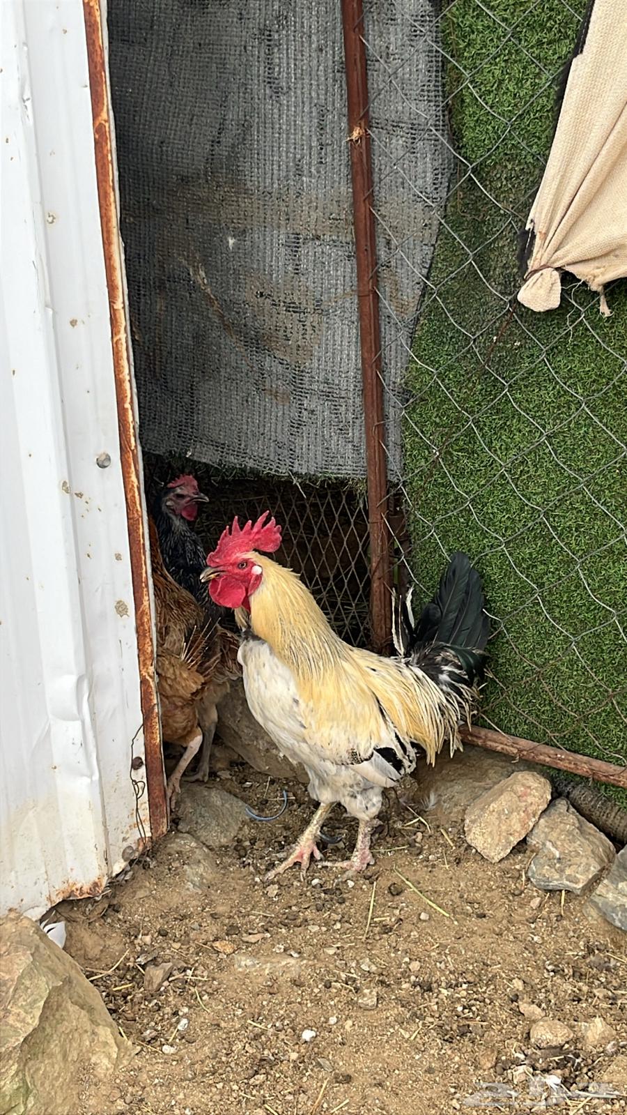 ديك للبيع64492772254593111