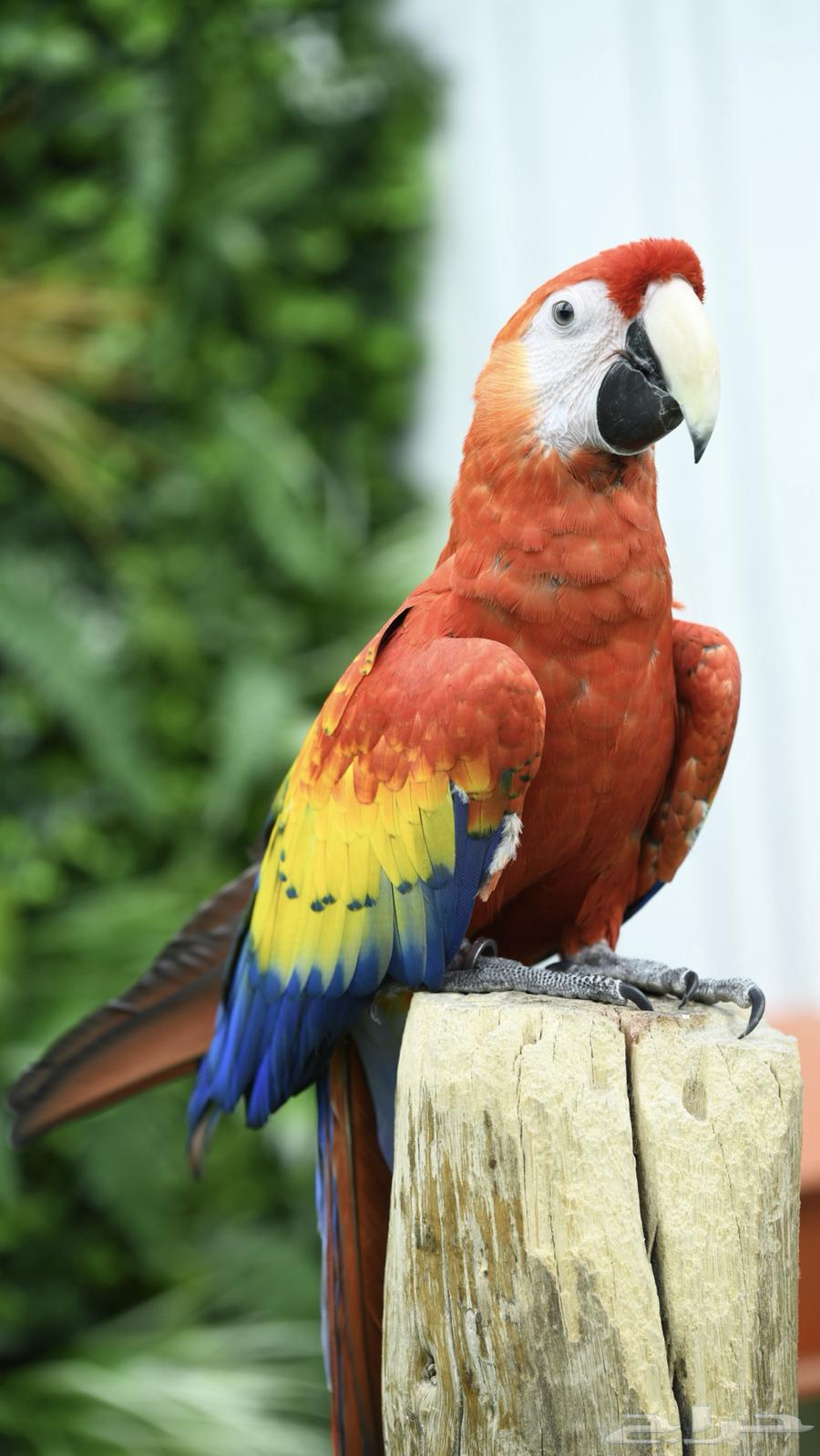 اسكارلت نكراقوا   مصرح بشهادة ملكية ( تم البيع )64493722950915112