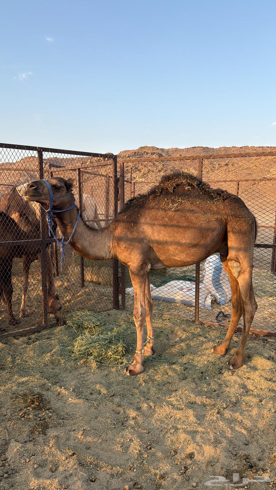 قعود للبيع64487910874753110