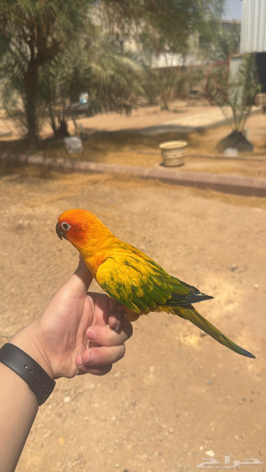 صن كنيور اليف و متكلم64489281137025112