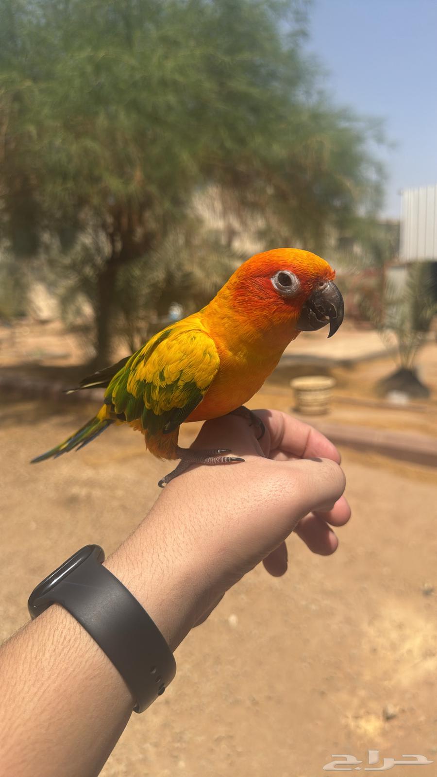 صن كنيور اليف و متكلم64489281137025111