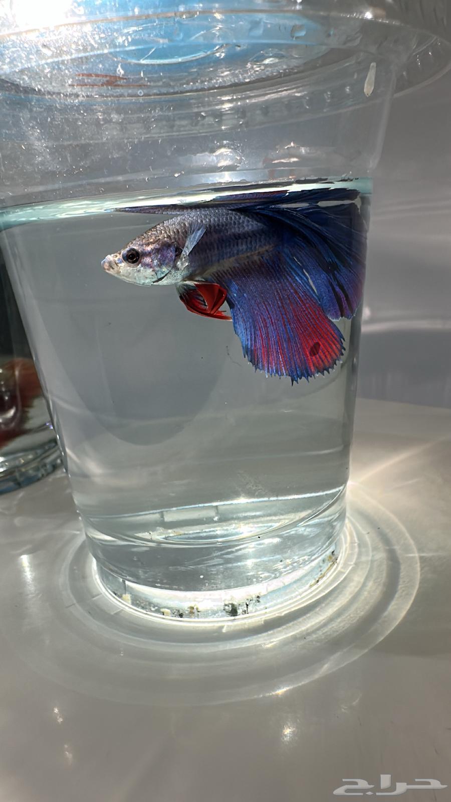 Fish Fighter with Delivery Available64419838056705112