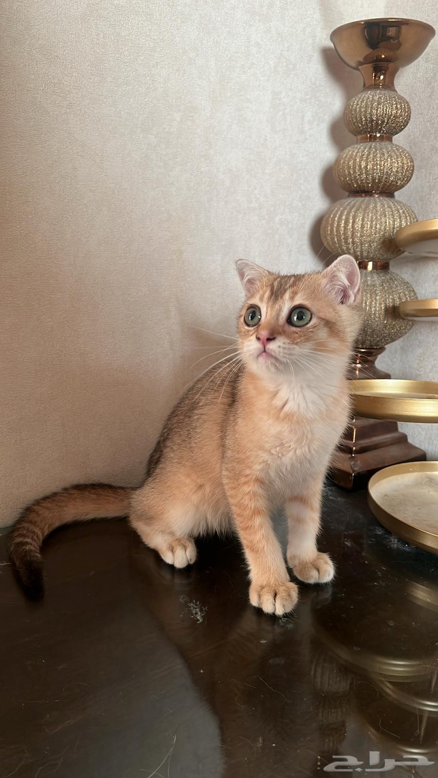 Scottish Pure Kitten64487828128642111