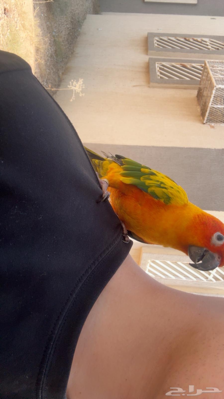 صن كنيور اليف و متكلم64489281137025113