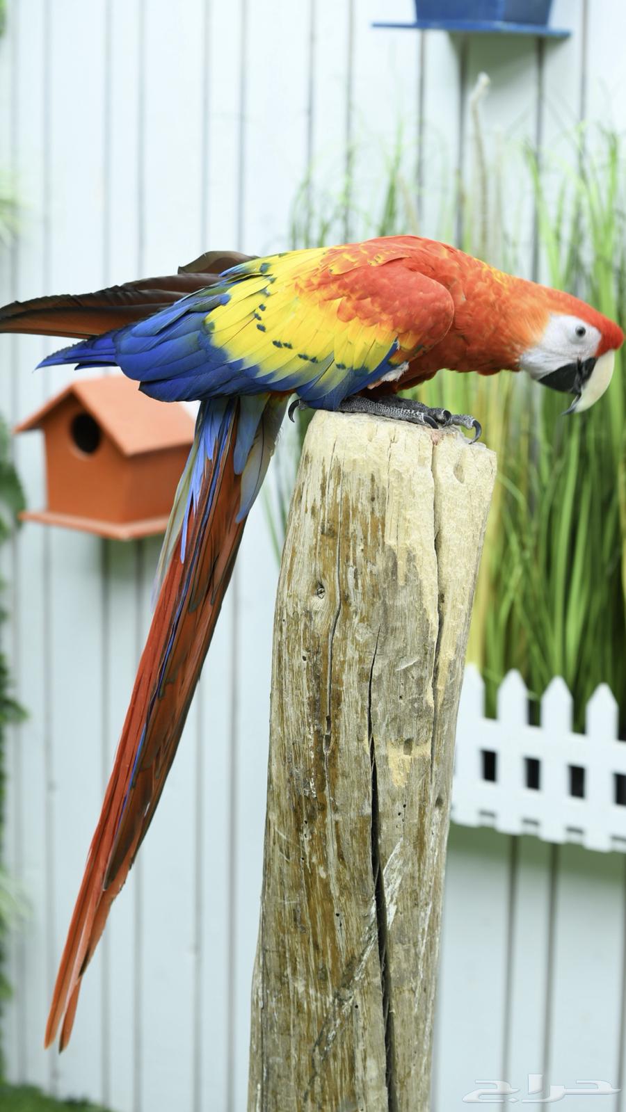 اسكارلت نكراقوا   مصرح بشهادة ملكية ( تم البيع )64493722950915111