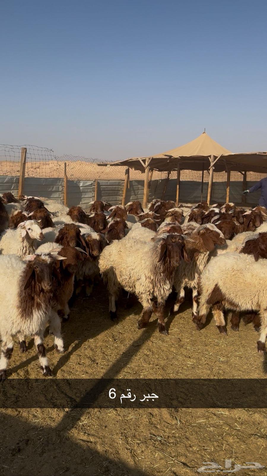 My Naimi and my Swakan are my Rabee64487691011202112