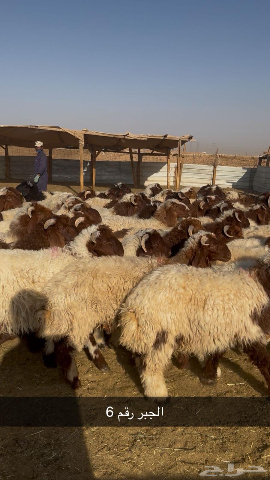 My Naimi and my Swakan are my Rabee64487691011202111