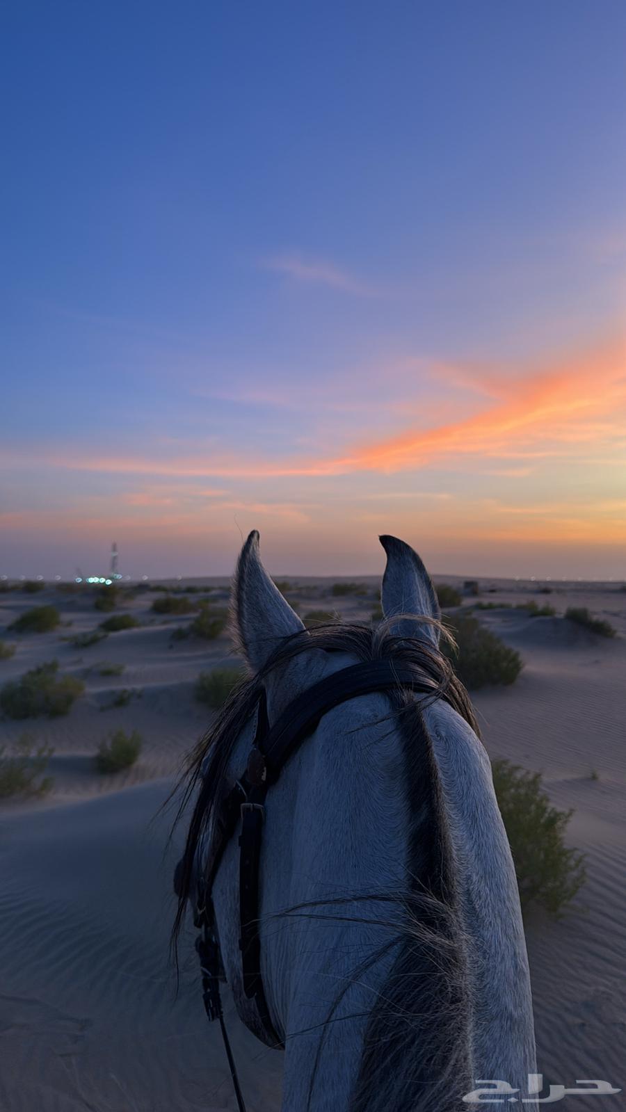 ركوب خيل64489806978177110